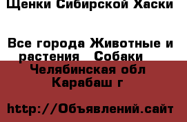 Щенки Сибирской Хаски - Все города Животные и растения » Собаки   . Челябинская обл.,Карабаш г.